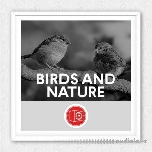 Big Room Sound Birds and Nature