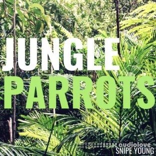 Snipe Young Jungle Parrots