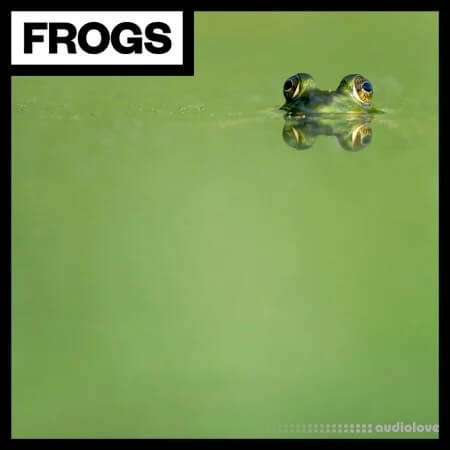 Big Room Sound Frogs