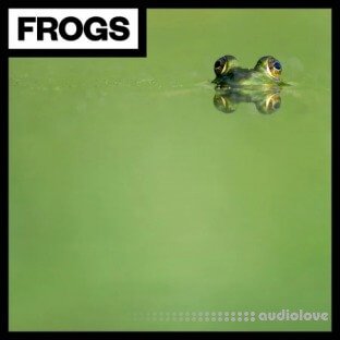 Big Room Sound Frogs