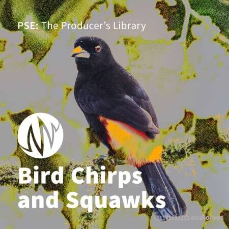 PSE: The Producer's Library Bird Chirps and Squawks WAV