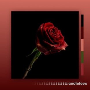MarcDBeats Rose