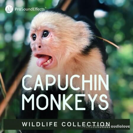 Pro Sound Effects Wildlife Collection Capuchin Monkeys WAV