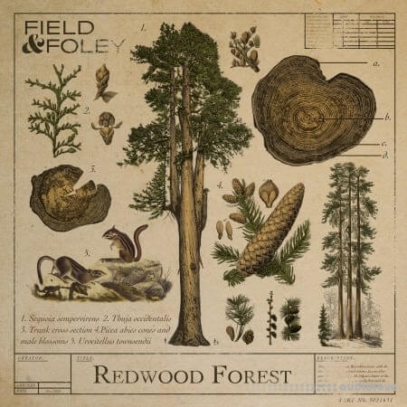 Field and Foley Redwood Forest WAV