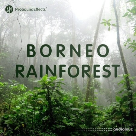 Pro Sound Effects Borneo Rainforest WAV