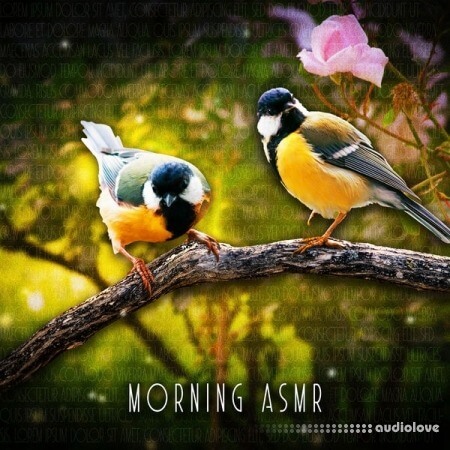 Sound Effects Zone Morning ASMR Sounds Of Birds Chirping