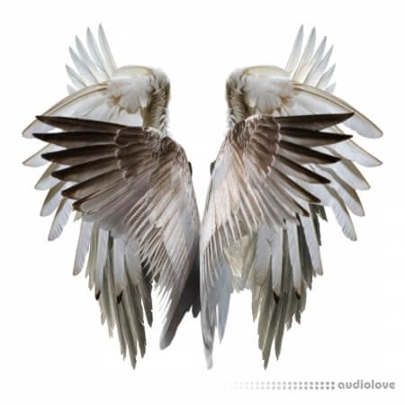 HOLOGRAM Nocturne Drum Kit