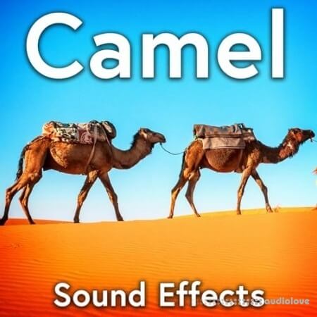 Sound Ideas Camel Sound Effects