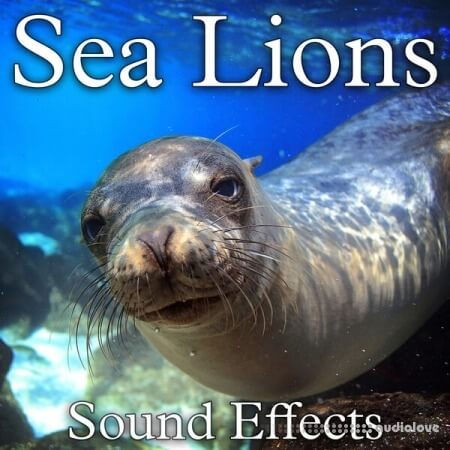 Soud Ideas Sea Lions Sound Effects