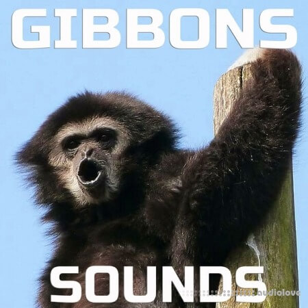 Cloud Nine Records Gibbons Sounds
