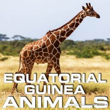 Cloud Nine Records Equatorial Guinea Animals