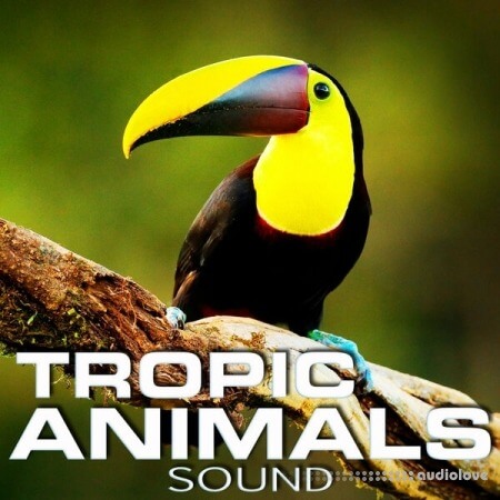 Cloud Nine Records Tropic Animals Sound