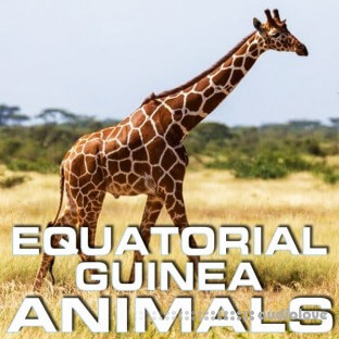 Cloud Nine Records Equatorial Guinea Animals