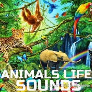 Cloud Nine Records Animals Life Sounds
