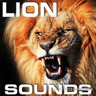 Cloud Nine Records Lion Sounds