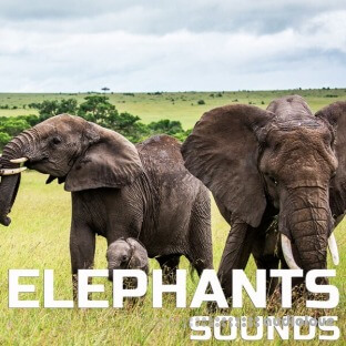 Cloud Nine Records Elephants Sounds