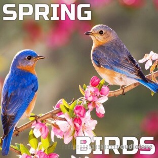 Cloud Nine Records Spring Birds